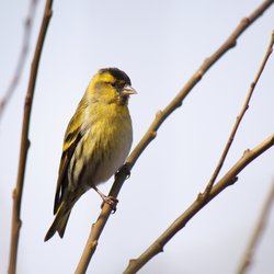 Siskin