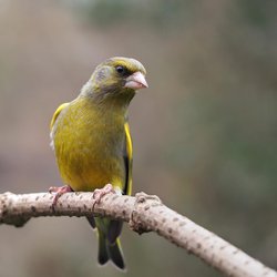 Greenfinch