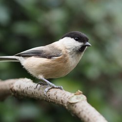 Willow Tit