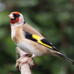 Goldfinch
