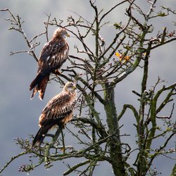 Red Kite