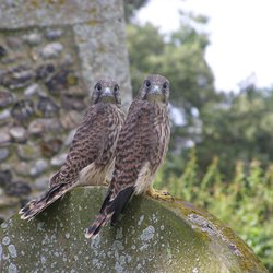Kestrel