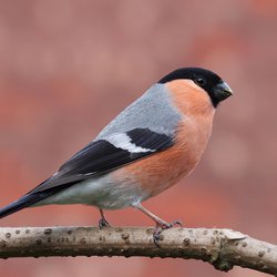 Bullfinch
