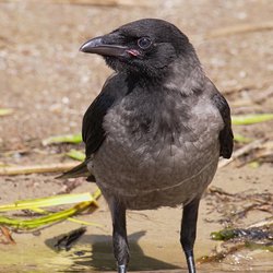 Hooded crow