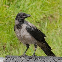 Hooded crow