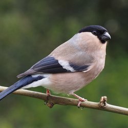 Bullfinch