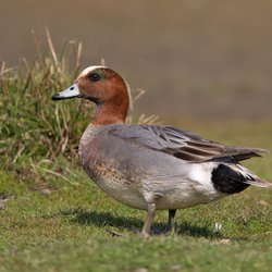 Wigeon