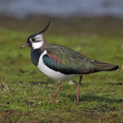 Northern Lapwing