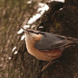 Nuthatch