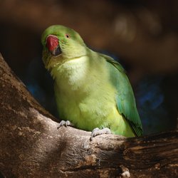 Ring-necked parakeet