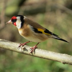 Goldfinch