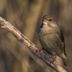 Greenfinch