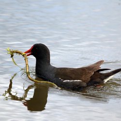 Moorhen