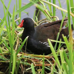 Moorhen