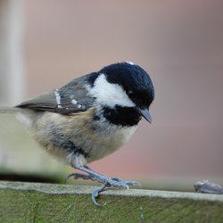 Coal Tit