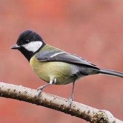 Great Tit