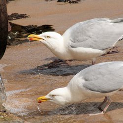 Herring Gull