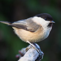 Willow Tit