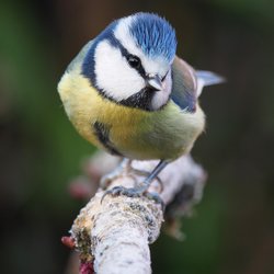 Blue Tit