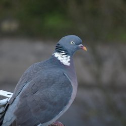Woodpigeon