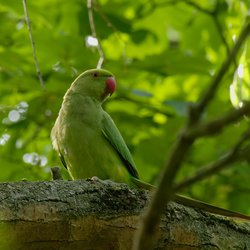 Ring-necked parakeet