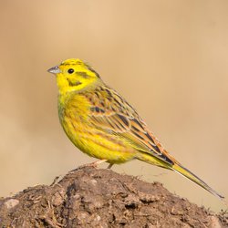 Yellowhammer