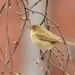 Chiffchaff