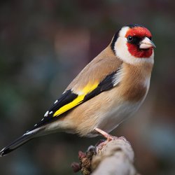 Goldfinch