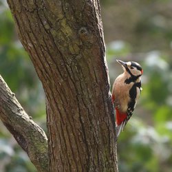 Great Spotted Woodpecker