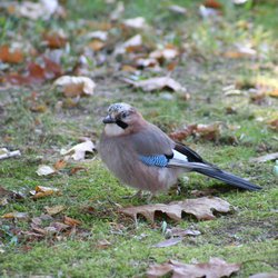 Eurasian Jay