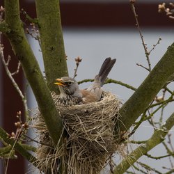Fieldfare