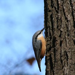 Nuthatch