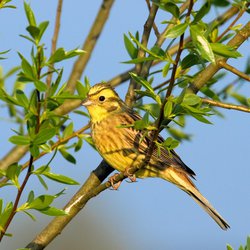 Yellowhammer
