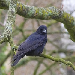Carrion Crow