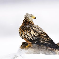 Red Kite