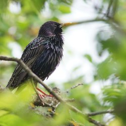 Starling