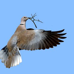 Collared-dove