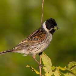 Reed Bunting