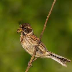 Reed Bunting
