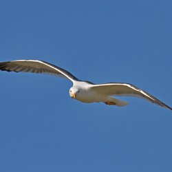 Lesser Black-backed Gull