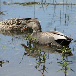 Gadwall
