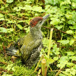 Green Woodpecker