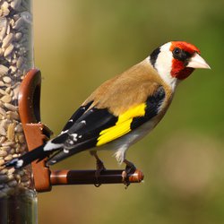 Goldfinch