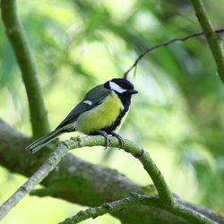 Great Tit