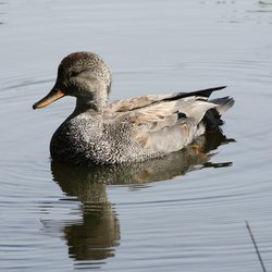 Gadwall