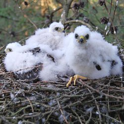 Sparrowhawk