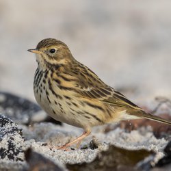 Meadow Pipit