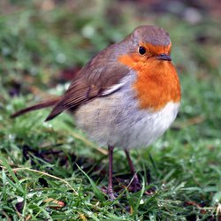 Robin