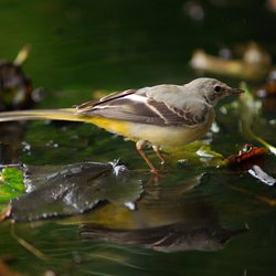 Grey Wagtail