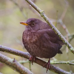 Blackbird